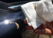 Meski Adem, Parkir Di Bawah Pohon Bisa Timbulkan Ancaman Untuk Lapisan Cat Mobil