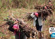 Strategi Pemerintah Mempercepat Produksi Gula Nasional
