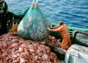 Kerja di Kapal Ikan Australia : Lowongan, Gaji, & Syaratnya