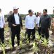 wamenhan-m.-herindra-tinjau-lokasi-food-estate-di-palangka-raya