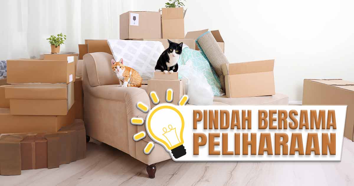 pindahan-dengan-hewan-peliharaan-(panduan-lengkap)