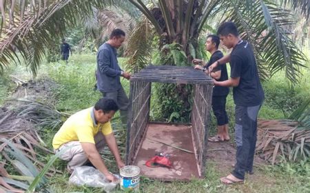 muncul-di-permukiman-warga,-bksda-sumbar-pasang-kandang-jebak-harimau-sumatra