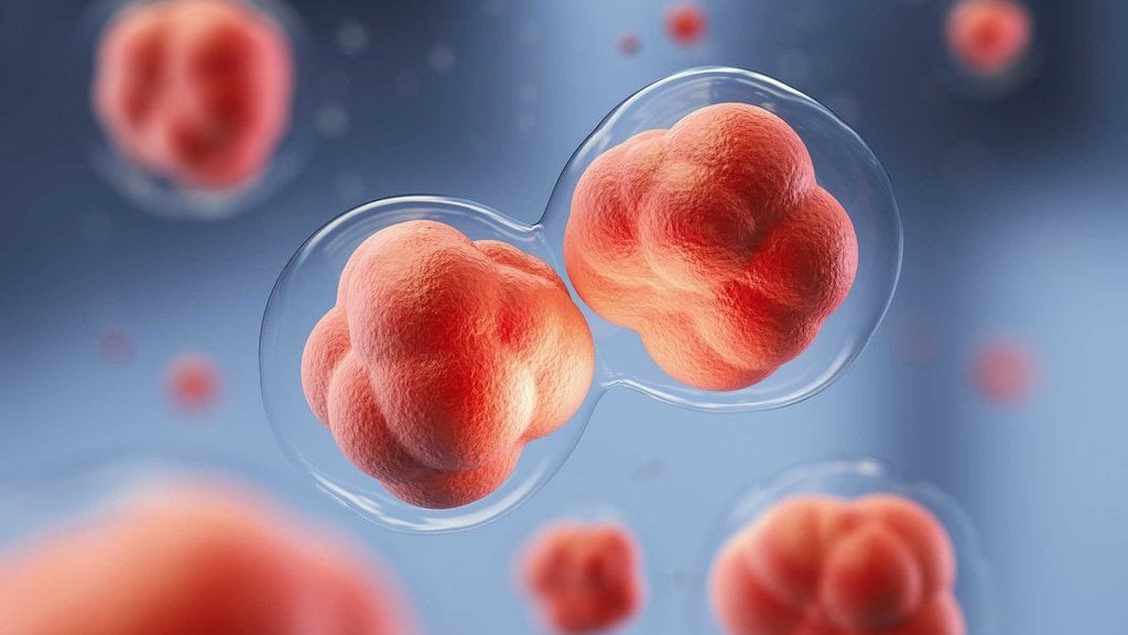 perbedaan-amitosis,-mitosis,-dan-meiosis,-dalam-pembelahan-sel