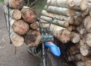 Cadas…Yamaha RX King ini dimodif jadi ojek palang di hutan rimba
