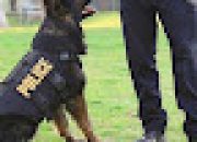 Fenomena Unik Seputar Hubungan Manusia dan Anjing
