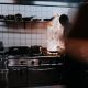 berulang-kali-langgar-aturan-keamanan-makanan-dan-ada-penemuan-serangga,-kafe-ini-ditutup-petugas
