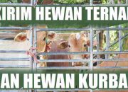Top Tips Mengirim Hewan Ternak dan Kurban
