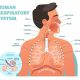 urutan-sistem-pernapasan-manusia-yang-benar,-organ-dan-fungsinya