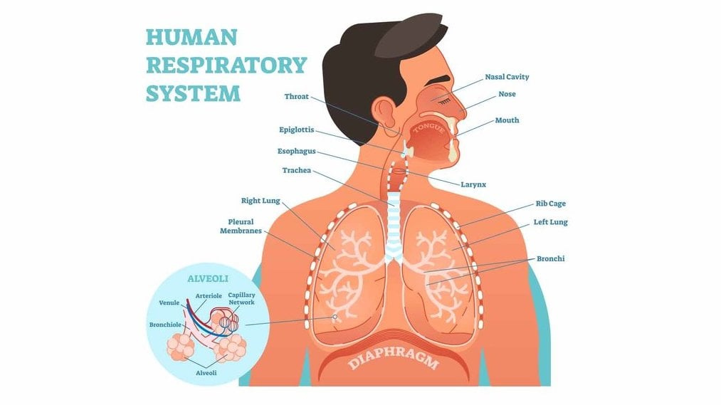 urutan-sistem-pernapasan-manusia-yang-benar,-organ-dan-fungsinya