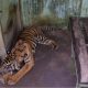 kebun-binatang-medan-masih-dikunjungi,-meskipun-empat-harimau-koleksi-mereka-mati