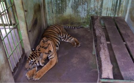 kebun-binatang-medan-masih-dikunjungi,-meskipun-empat-harimau-koleksi-mereka-mati