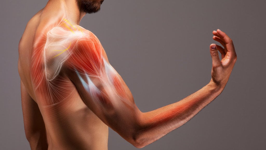 cara-kerja-otot-rangka,-struktur,-dan-fungsinya