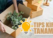 Tips Kirim Tanaman Hias Agar Tetap Cantik dan Segar
