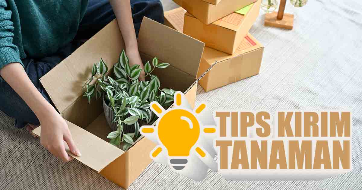tips-kirim-tanaman-hias-agar-tetap-cantik-dan-segar