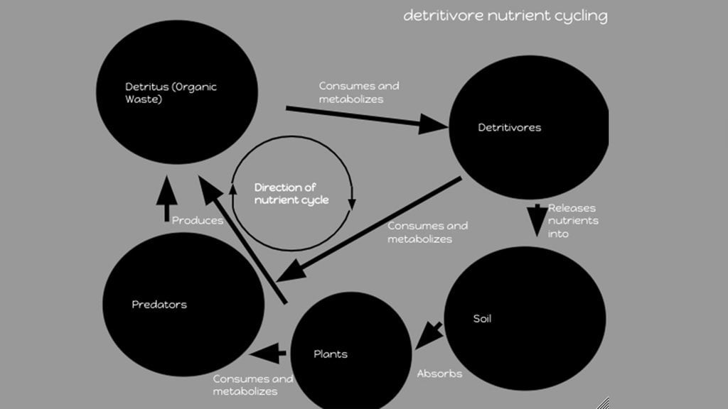 contoh-rantai-makanan-detritus-di-laut,-darat,-dan-sawah