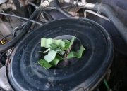 Daun pandan untuk mengusir tikus dari kap mesin mobil gans…