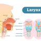fungsi-laring-dan-strukturnya-pada-manusia