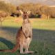 hewan-asli-australia-yang-kelihatannya-jinak,-tapi-bisa-mencelakakan-manusia