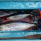 kandungan-nutrisi-dan-7-manfaat-ikan-tuna-untuk-mpasi