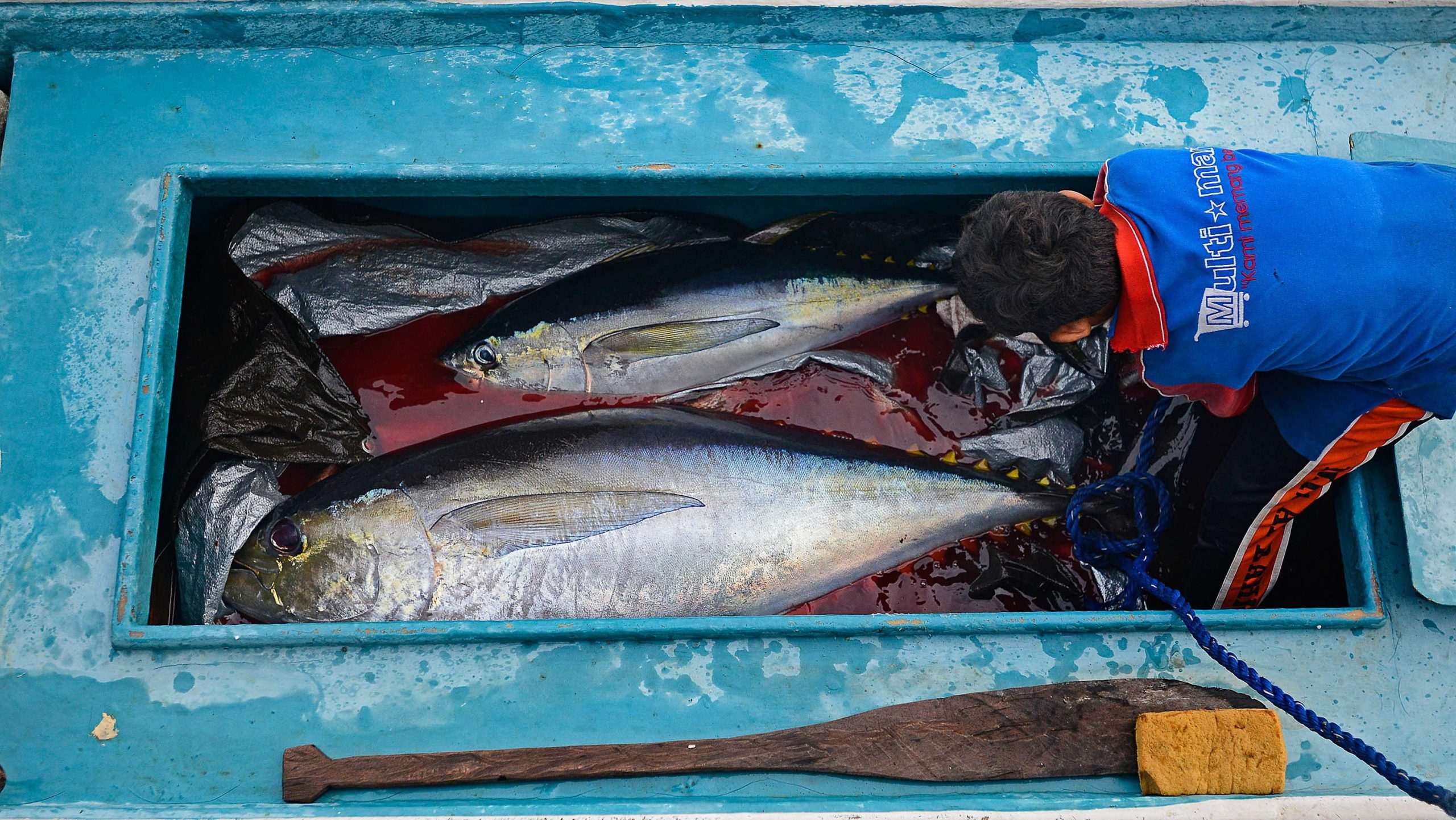 kandungan-nutrisi-dan-7-manfaat-ikan-tuna-untuk-mpasi
