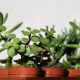 7-macam-tanaman-giok-untuk-bonsai-dan-hiasan-dalam-ruangan