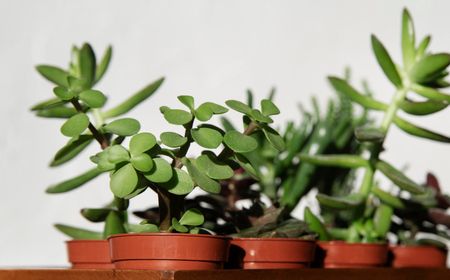 7-macam-tanaman-giok-untuk-bonsai-dan-hiasan-dalam-ruangan