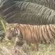 diterkam-harimau,-karyawan-pt-spa-tewas-dengan-luka-gigitan-di-leher