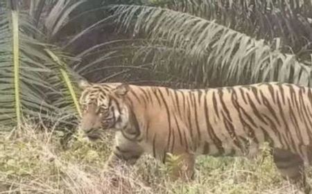 diterkam-harimau,-karyawan-pt-spa-tewas-dengan-luka-gigitan-di-leher