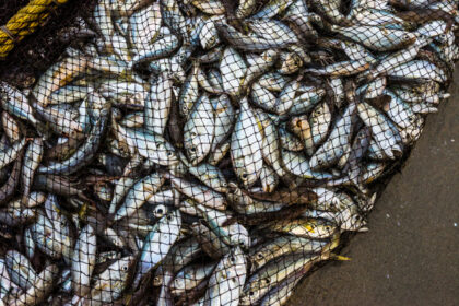 kkp-mencatat-peningkatan-produksi-perikanan-tangkap-alami