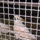 bksda-amankan-4-burung-dilindungi-dari-kapal-rute-aru-ambon-tapi-tak-tangkap-pelakunya