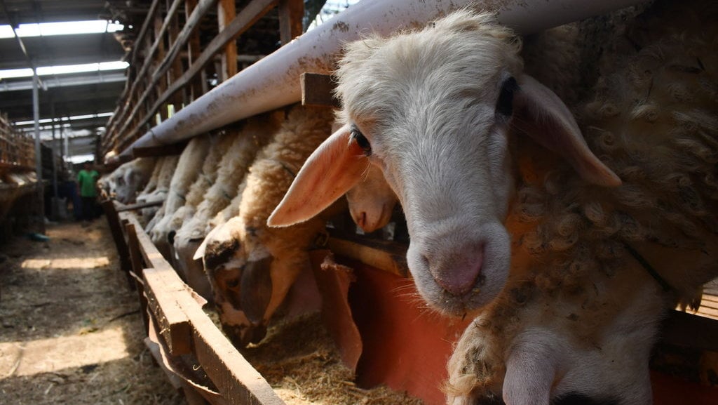 6-link-beli-kurban-online-idul-adha-2024-dan-tata-caranya