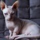 mengenal-ras-bambino:-kucing-unik-tanpa-bulu-yang-berukuran-kecil