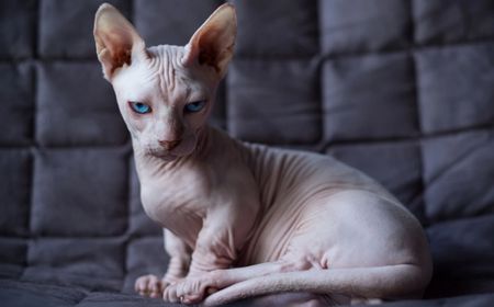 mengenal-ras-bambino:-kucing-unik-tanpa-bulu-yang-berukuran-kecil