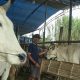 hadits-tentang-qurban-sapi-untuk-7-orang-dan-penjelasannya