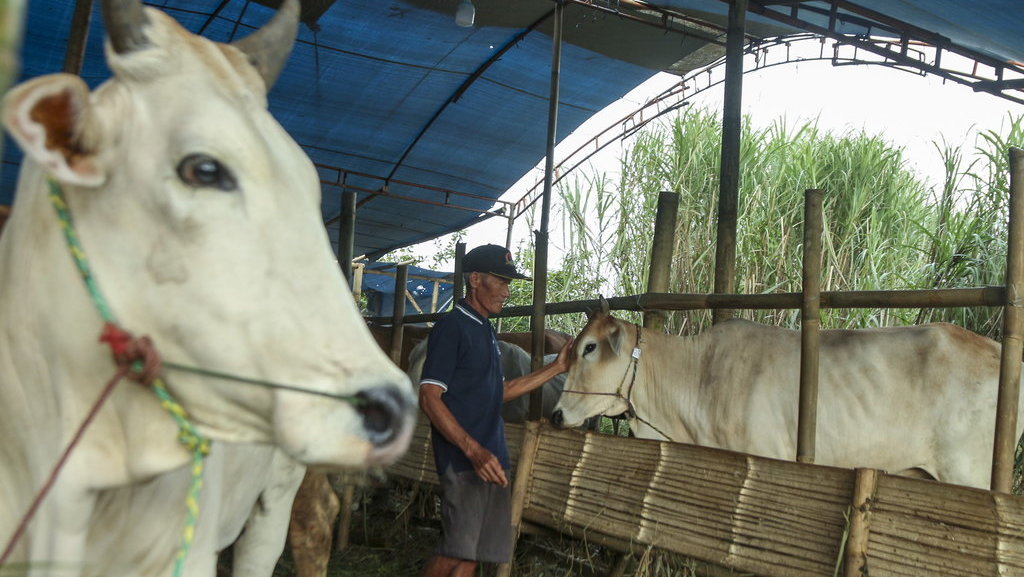 hadits-tentang-qurban-sapi-untuk-7-orang-dan-penjelasannya