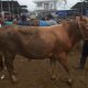 bolehkah-kurban-dengan-uang-hasil-utang-dan-apa-hukumnya?