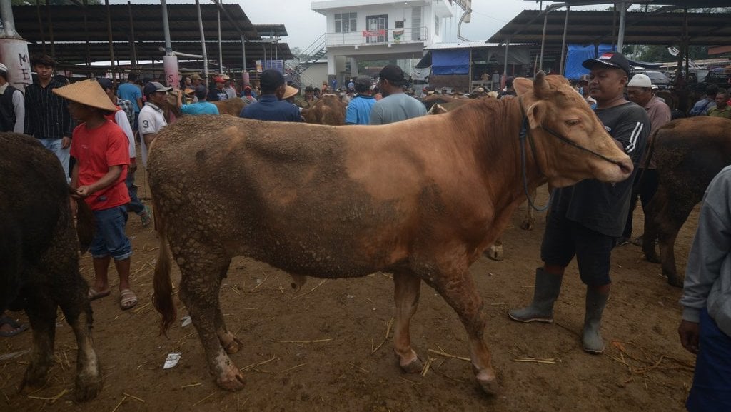 bolehkah-kurban-dengan-uang-hasil-utang-dan-apa-hukumnya?