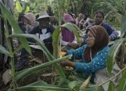 Bertahan adalah Bentuk Cinta Paling Liar, Cerita Perjuangan Perempuan Pakel Pertahankan Tanahnya