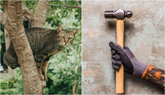kucing-dipaku-di-pohon-gegerkan-kota-malang,-pelaku:-kesal-karena-kucing-nakal