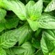 olahan-daun-kemangi-yang-gak-ribet-dan-enak