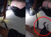 Waduh! Ular Kobra Masuk ke Dalam Bokser Pria Ini Saat Enak Tertidur
