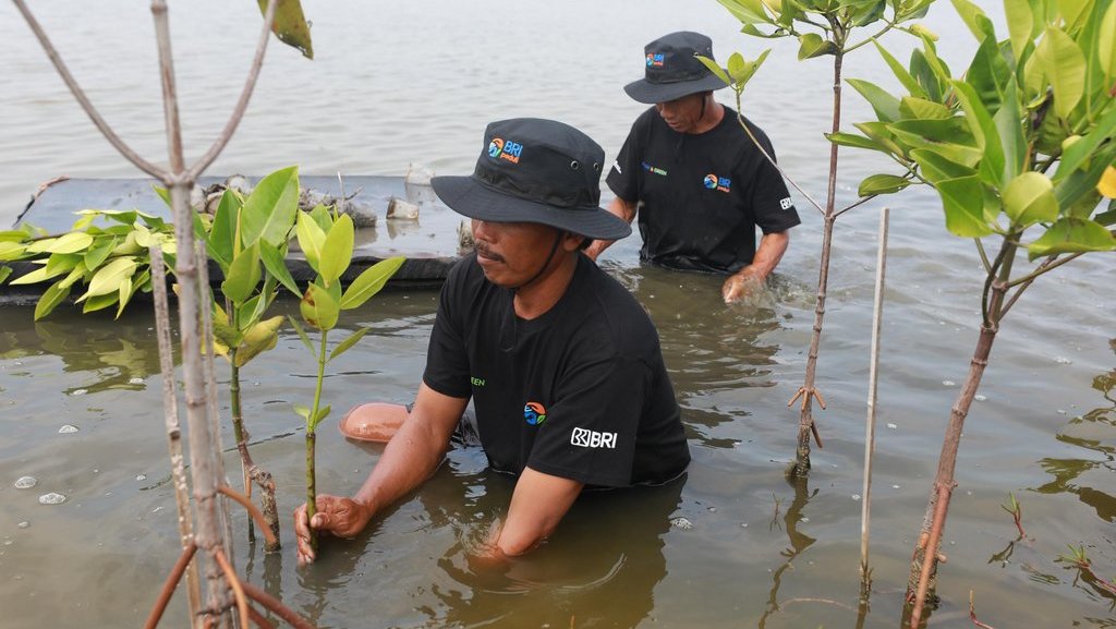 mangrove-di-muaragembong,-upaya-nyata-bri-lawan-perubahan-iklim