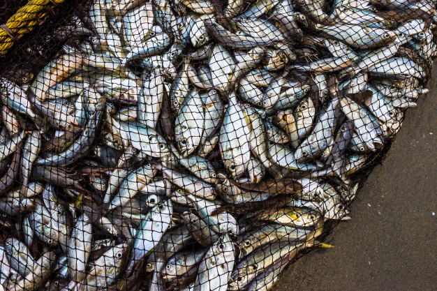 produksi-perikanan-tangkap-tembus-111,33-persen-di-semester-i-2024