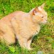 10-cara-agar-kucing-tidak-buang-kotoran-sembarangan