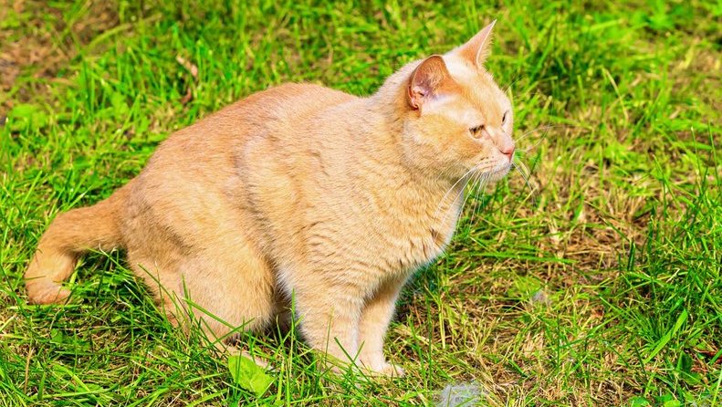 10-cara-agar-kucing-tidak-buang-kotoran-sembarangan