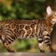 mengenal-kucing-bengal,-ciri-ciri,-harga,-&-cara-merawatnya
