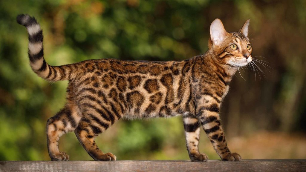 mengenal-kucing-bengal,-ciri-ciri,-harga,-&-cara-merawatnya