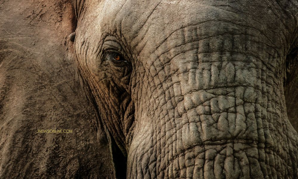 menguasai-teknik-foto-close-up-untuk-hasil-maksimal