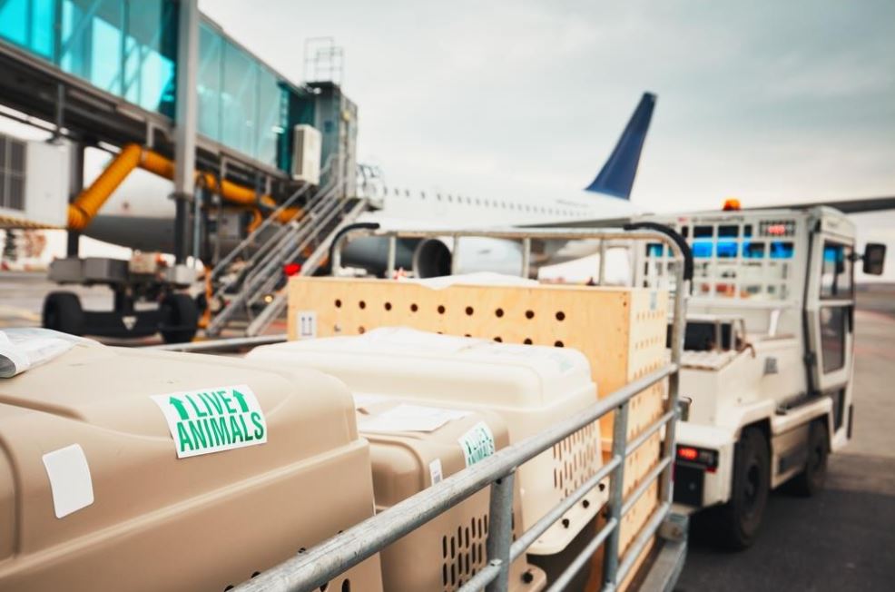 pet-cargo-murah-bandung