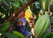 Manis di Bibir, Pahit di Ladang: Tantangan Petani Kakao Perempuan di Indonesia